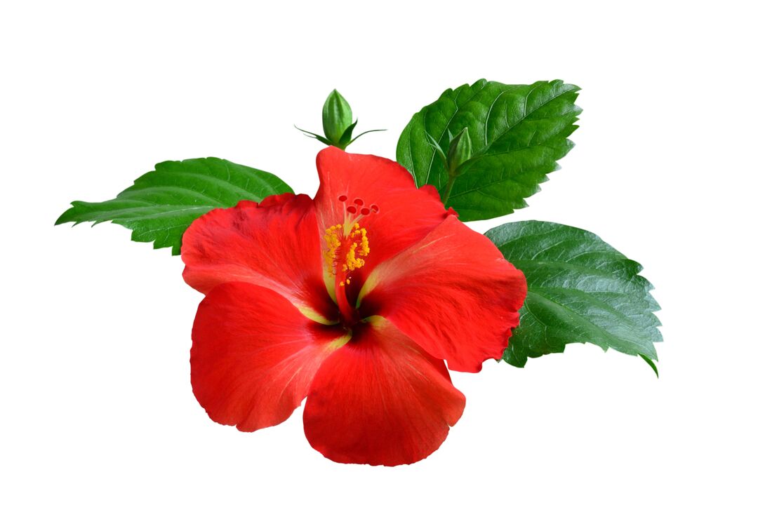 Hibiscus flower as part of wood capsules