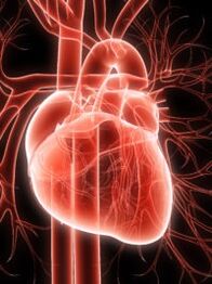 Aerobic vascular system and hypertension